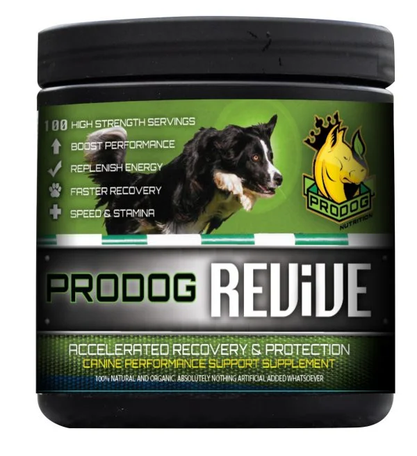 How Can I Boost My Dogs Energy? - ProDog Raw