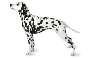 Dalmatian Feeding Guide | Dog Feeding Guide | ProDog Raw