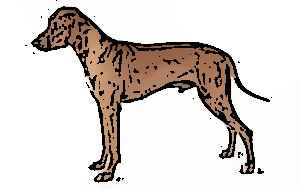 how much should i feed my rhodesian ridgeback