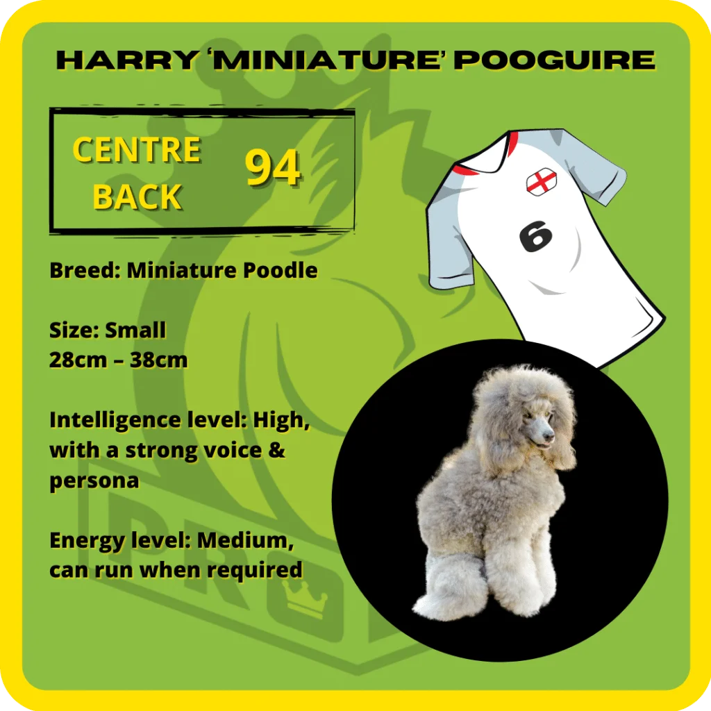 Harry Miniature Pooguire